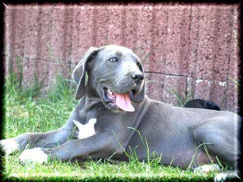 Doggenwelt - unsere Hunde - Oxana (12)