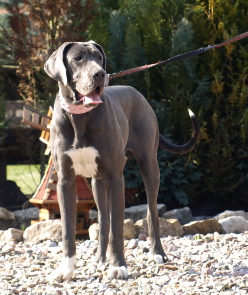 Doggenwelt - unsere Hunde - Oxana (17)