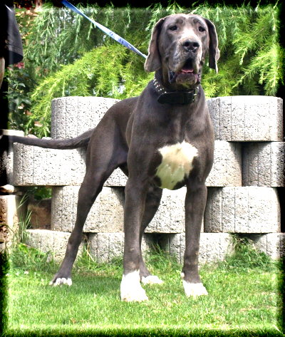 Doggenwelt - unsere Hunde - Oxana (21)