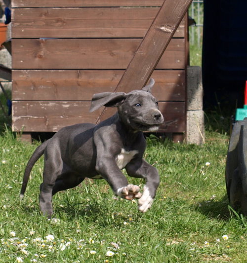 Doggenwelt - unsere Hunde - Oxana (8)